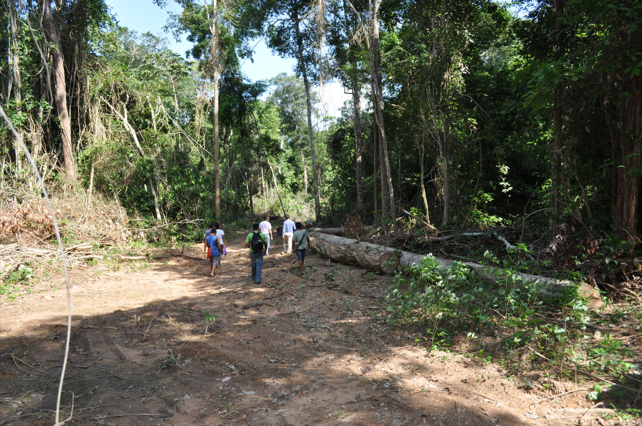 Comissão em clarão aberto por madeireiros em área de circulação e acampamento dos Awá-Guajá isolados
