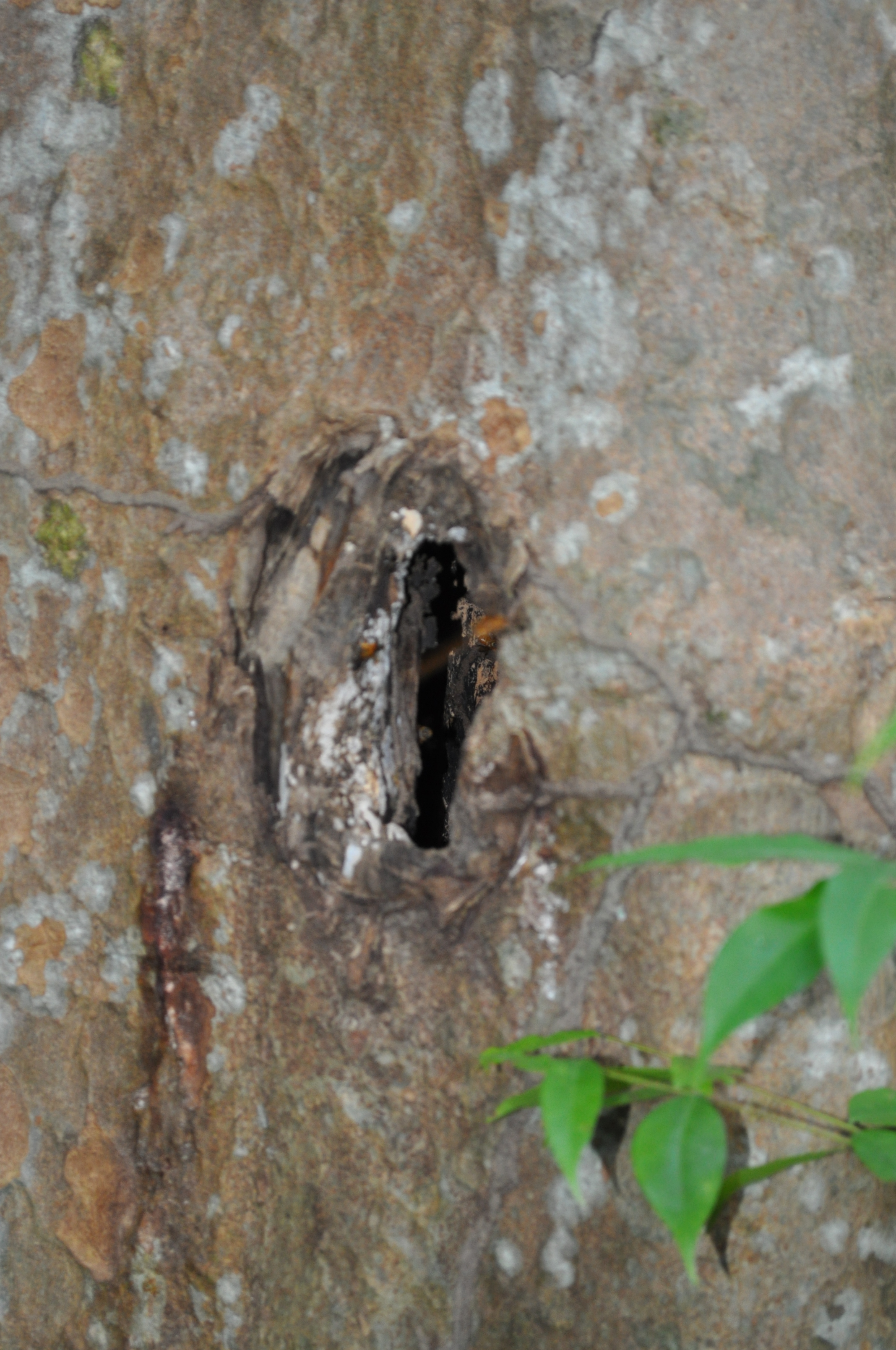 Vestígios Awá: buraco feito em árvore com machadinha para retirada de mel