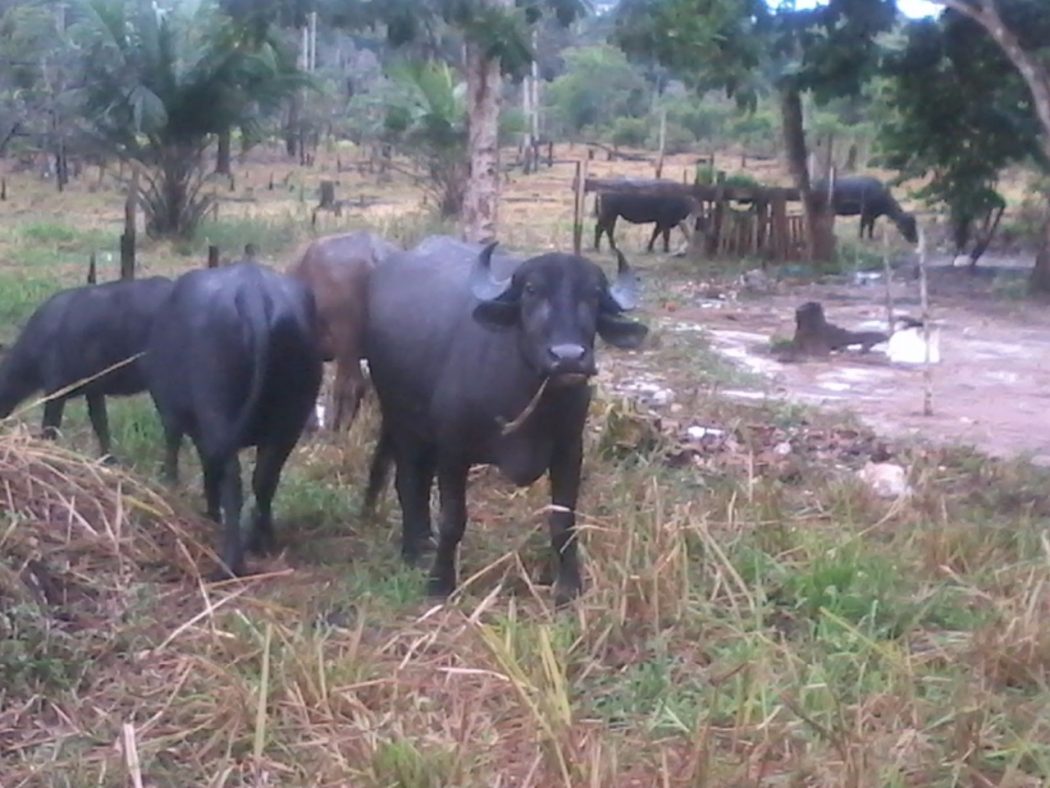 Mura apreendem búfalos em protesto contra destruição de aldeia e meio ambiente