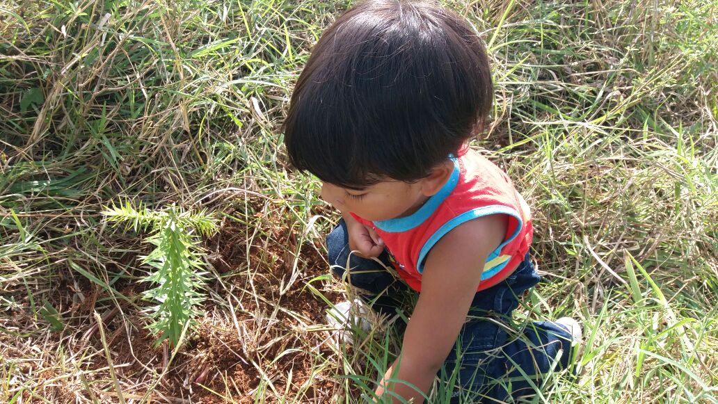 Criança planta muda de araucária na TI Rio dos Índios. Foto: Isaías da Rosa Kaingang