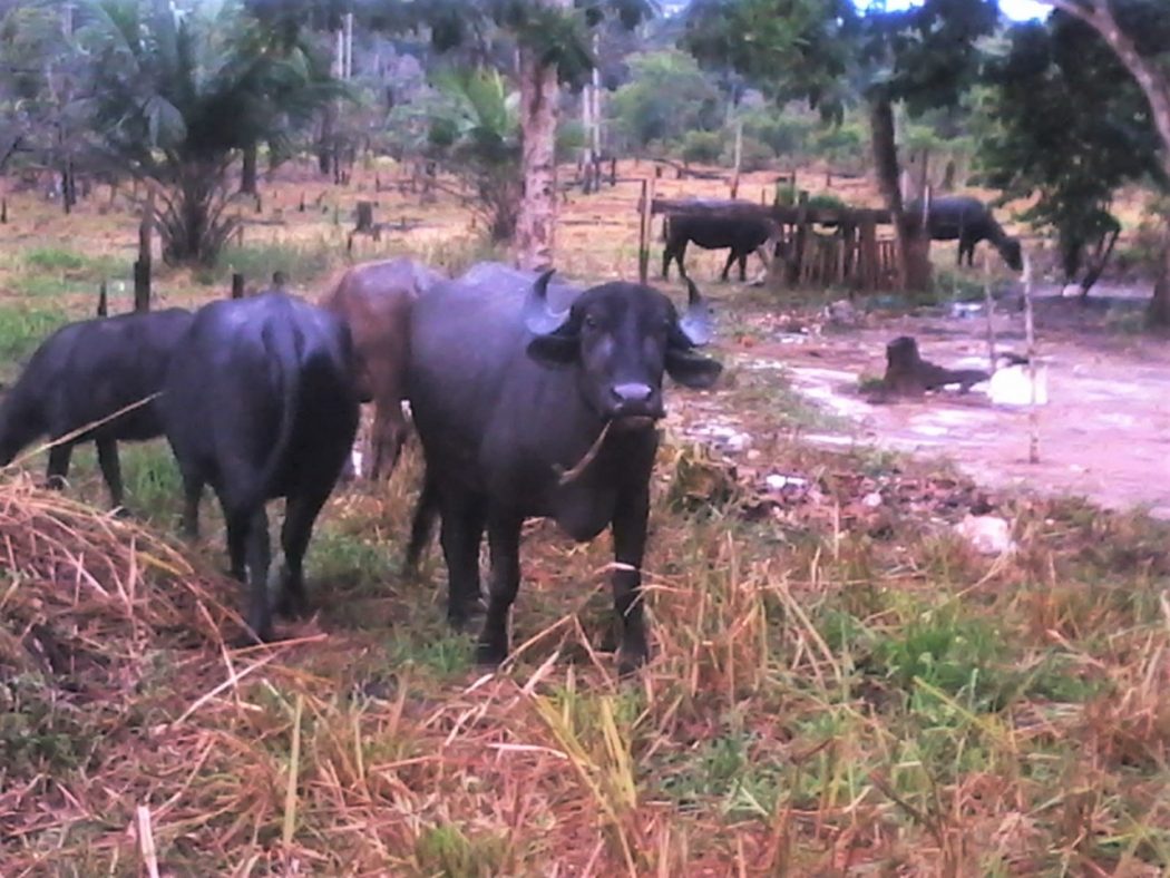Uma das causas dos conflitos é a destruição que búfalos do fazendeiro em questão fazem nas plantações da aldeia. Foto: Povo Mura