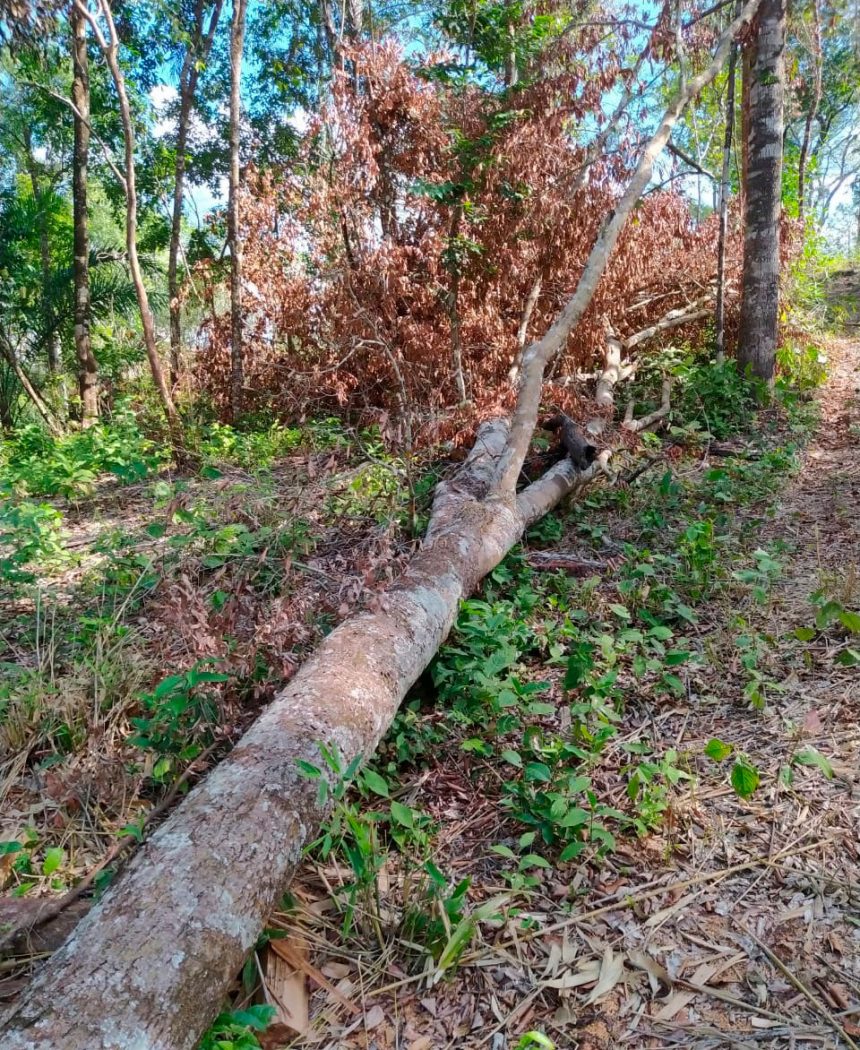 Árvore derrubada no interior da TI Urubu Branco, invadida por madeireiros em meio à pandemia de covid-19. Foto: povo Tapirapé