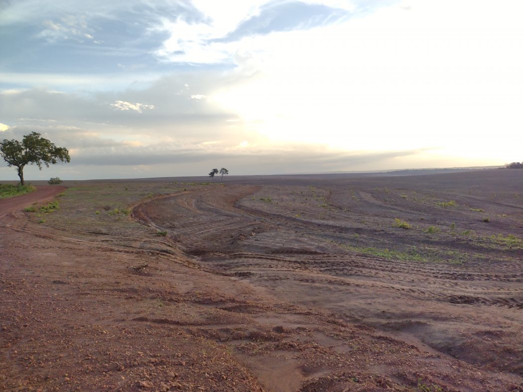 Ampla área de lavoura às margens da estrada que atravessa a revisão de limites da TI Bacurizinho e segue pelas TIs Porquinhos e Kanela Memortumré, conectando fazendas produtoras de soja. Foto: Cimi Regional Maranhão