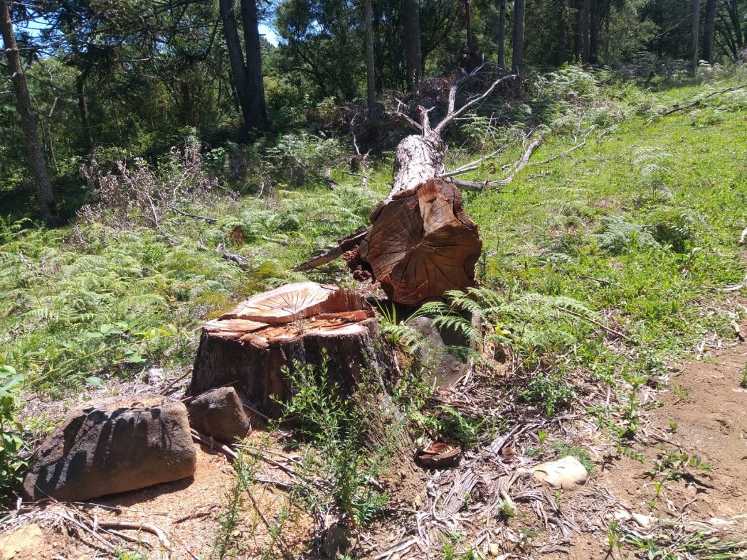 No dia 3 de fevereiro, os Guarani Mbya localizaram árvores cortadas e madeira serrada em forma de tábuas, caibros, barrotes e palanques. Foto: Roberto Liebgott/Cimi Regional Sul