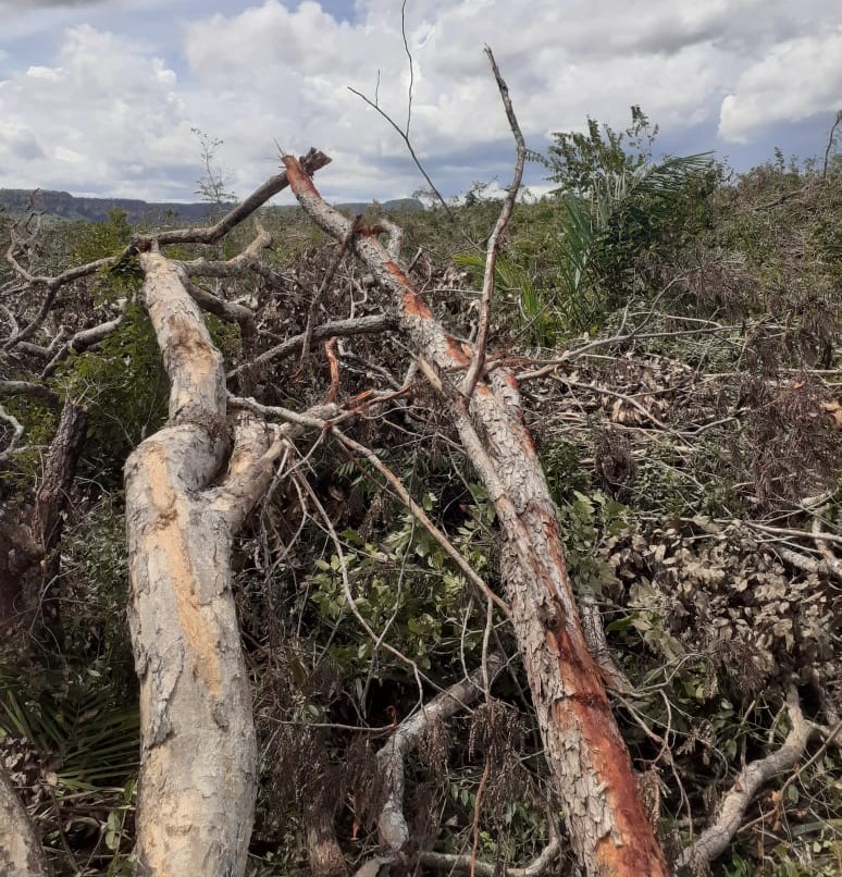 Desmatamento nas comunidades Bananeira e Baixa Funda, território tradicional dos Akroá Gamella, no Vale do Uruçuí Preto, no Piauí. Foto: Povo Akroá Gamella do Piauí