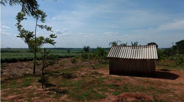 Quintal de moradia em Tekoha Guarani, começando a ser reflorestado em 2016, no limite com lavoura de soja. Foto: Acervo CTI