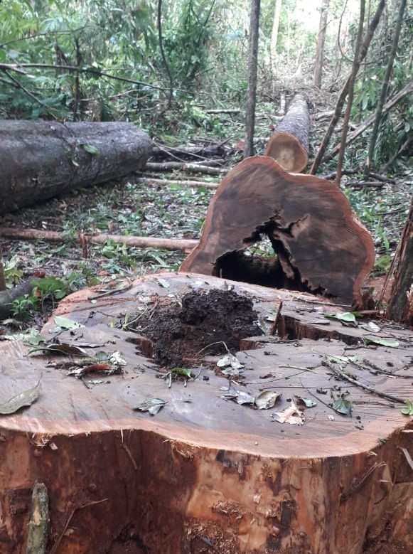 Árvores de madeira nobre estão sendo derrubadas pelos madeireiros. Foto: Povo Sateré-Mawé