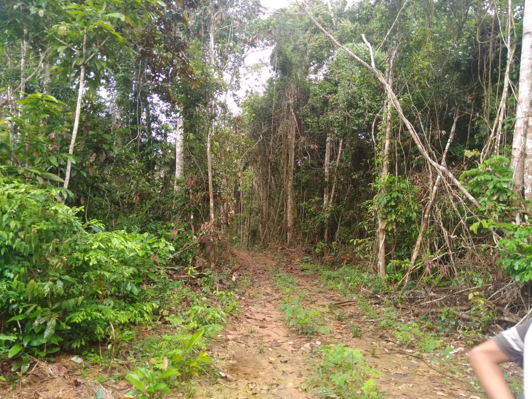 Ramal construído na Terra Indígena Sepoti para acesso às madeiras nobres. Foto: Acervo Apis