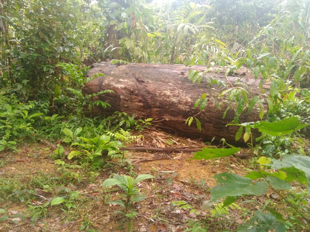 Tora de castanheira derrubada pelos invasores. Foto: Pedro da Silva