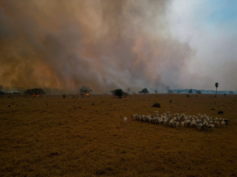 Em processo de demarcação, terra indígena ocupada por fazendas de gado arde em chamas no Pantanal