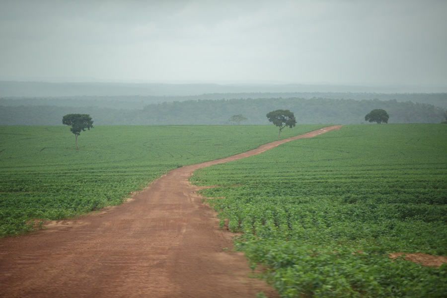 Fazenda de soja São João, sobreposta à área declarada da TI Bacurizinho no Maranhão. Foto: Tiago Miotto/Repórter Brasil