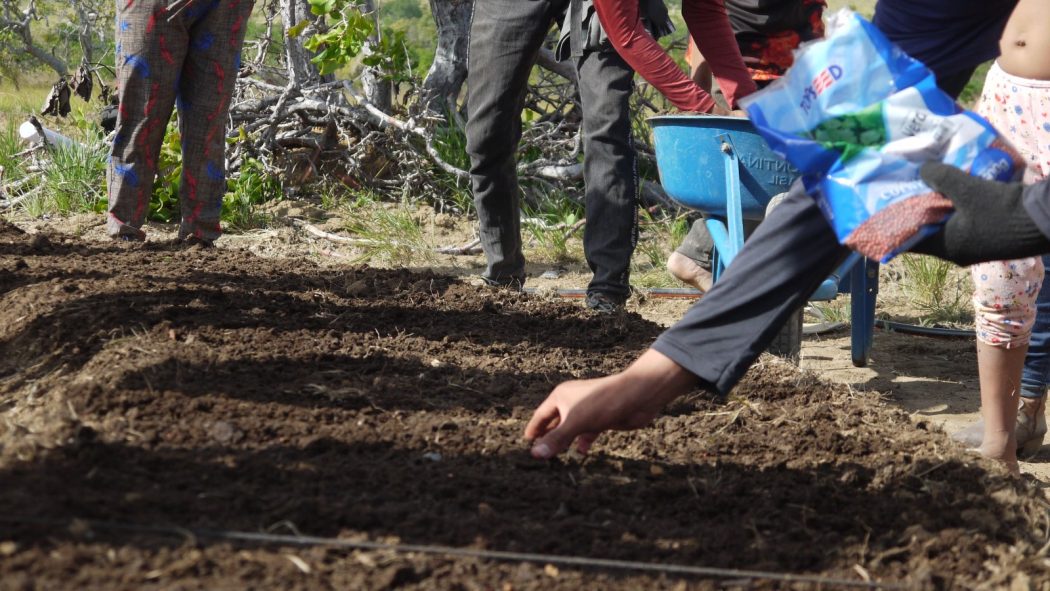 Oficina de Agroecologia durante a semeadura dos canteiros, no Projeto Terra Mãe Maturuka (RR). Foto: Pe. James Murimi Njimia