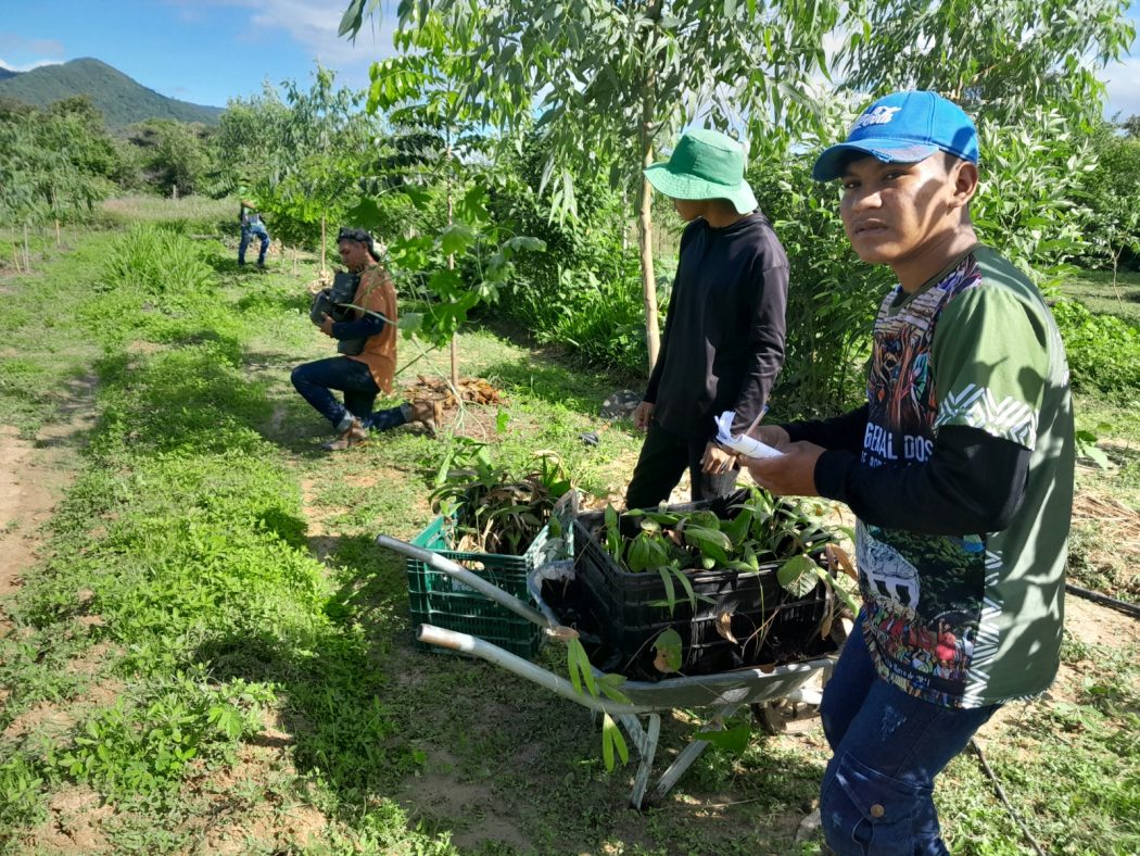 Oficina de Agroecologia Surumu (RR) durante a coleta de vegetação para preparação do solo. Foto: Gilmara Fernandes
