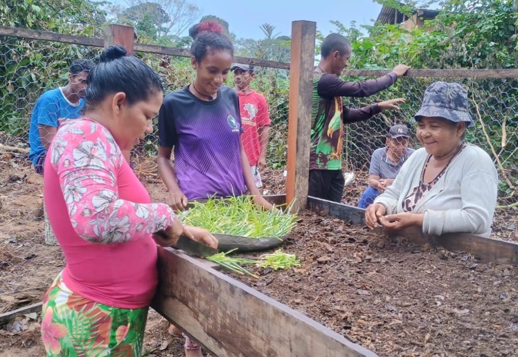 Selecionando as mudas. Foto Áila Santos/Cimi Regional Norte 1
