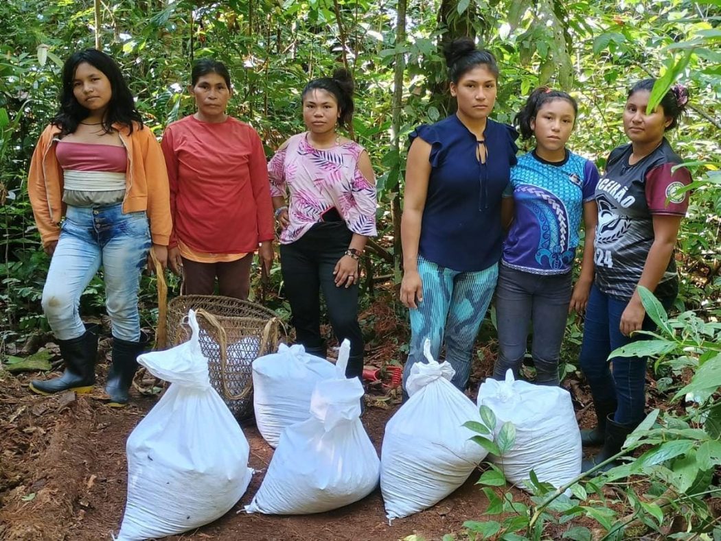 Mulheres coletam paú, adubo da floresta para os canteiros. Foto: Áila Santos/Cimi Regional Norte 1