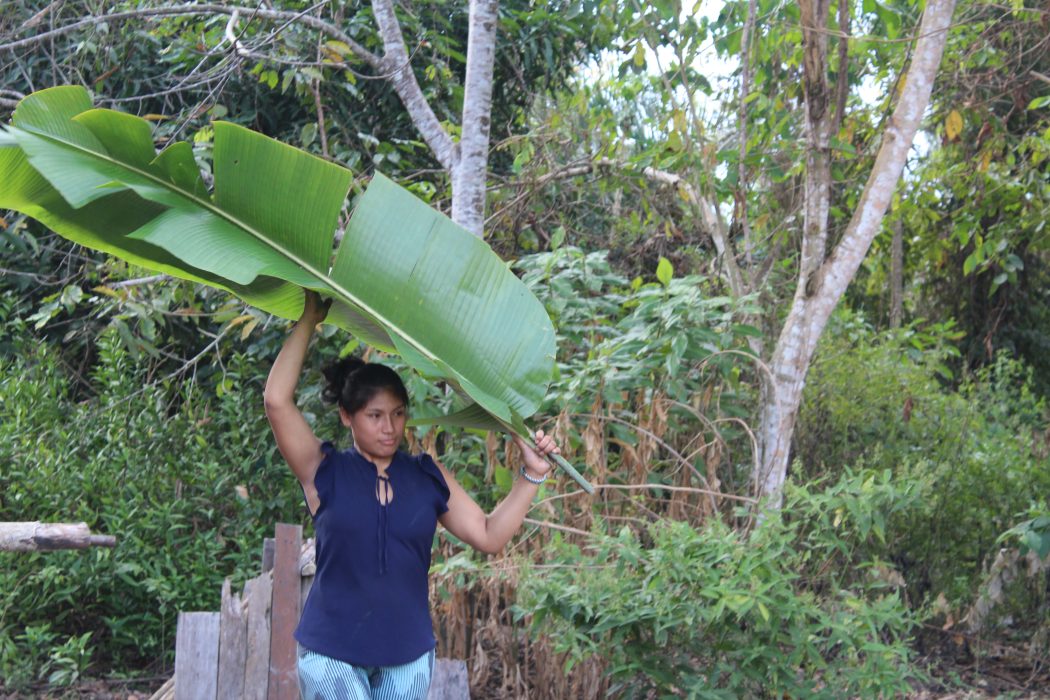 Folha de bananeira para proteger a horta. Foto Daniel Lima/Cimi Regional Norte 1
